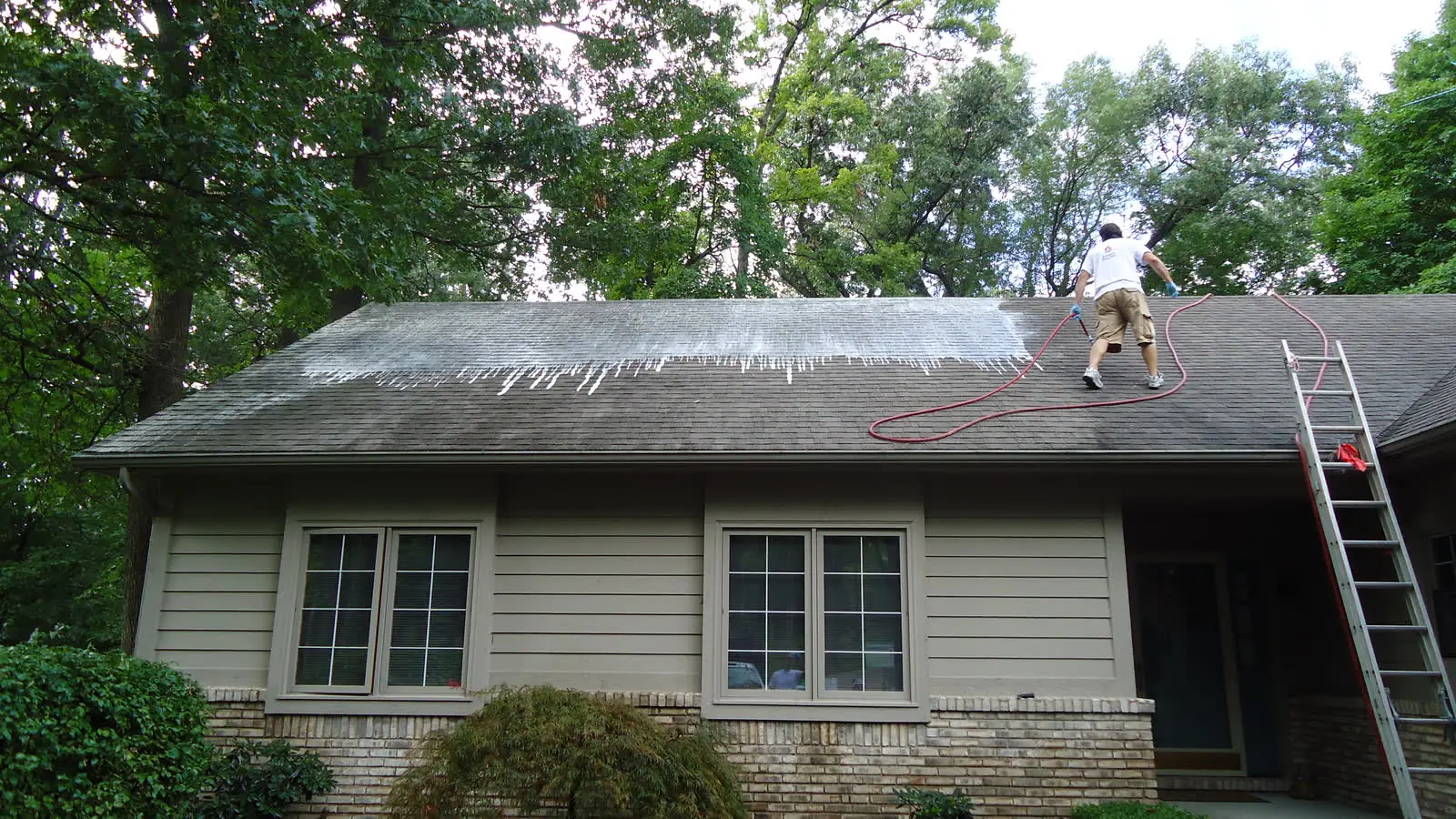 Roofer soft-washing a black algae-streaked asphalt shingle roof, cleaning solution stripping away dark stains in a wide band near the ridge of a tree-shaded home